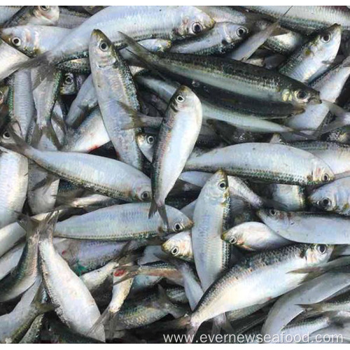 Fresh frozen seafood sardine all types of sardine fishes